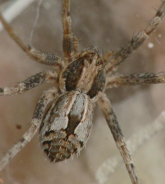 Thanatus sp.