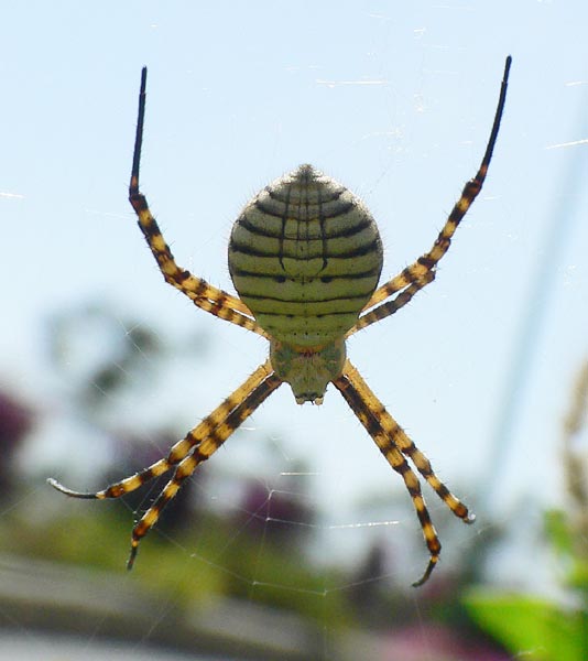 Argiope trifasciata