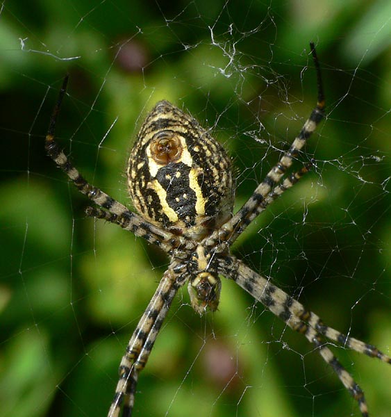 Argiope trifasciata