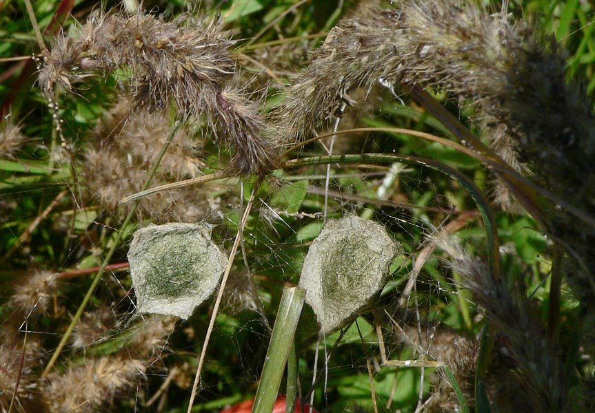 Argiope trifasciata