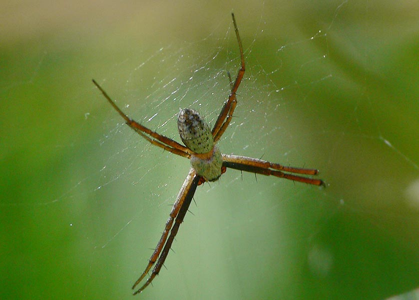 Argiope trifasciata