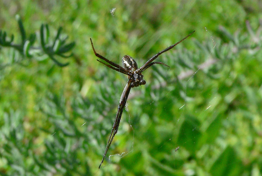 Argiope trifasciata