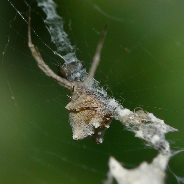 Uloborus sp.