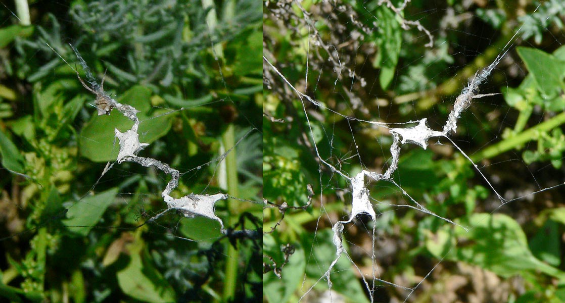 Uloborus sp.