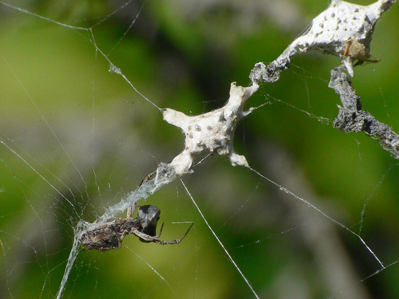 Uloborus sp.