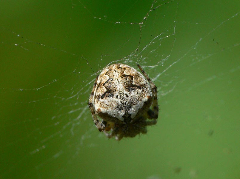 Neoscona crucifera