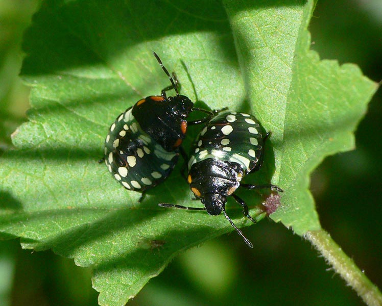 Nezara viridula