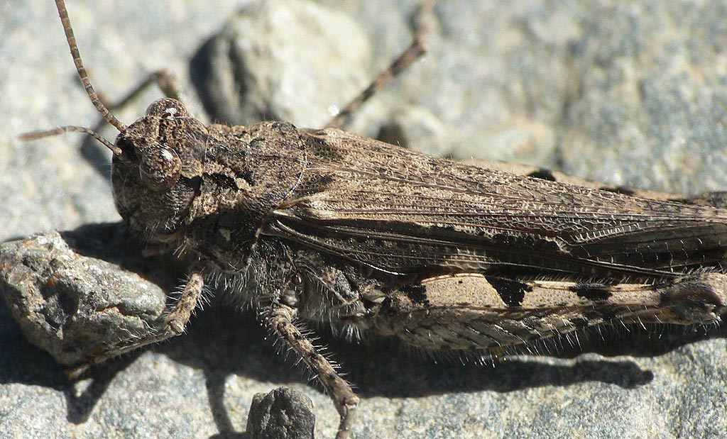 Acrotylus insubricus