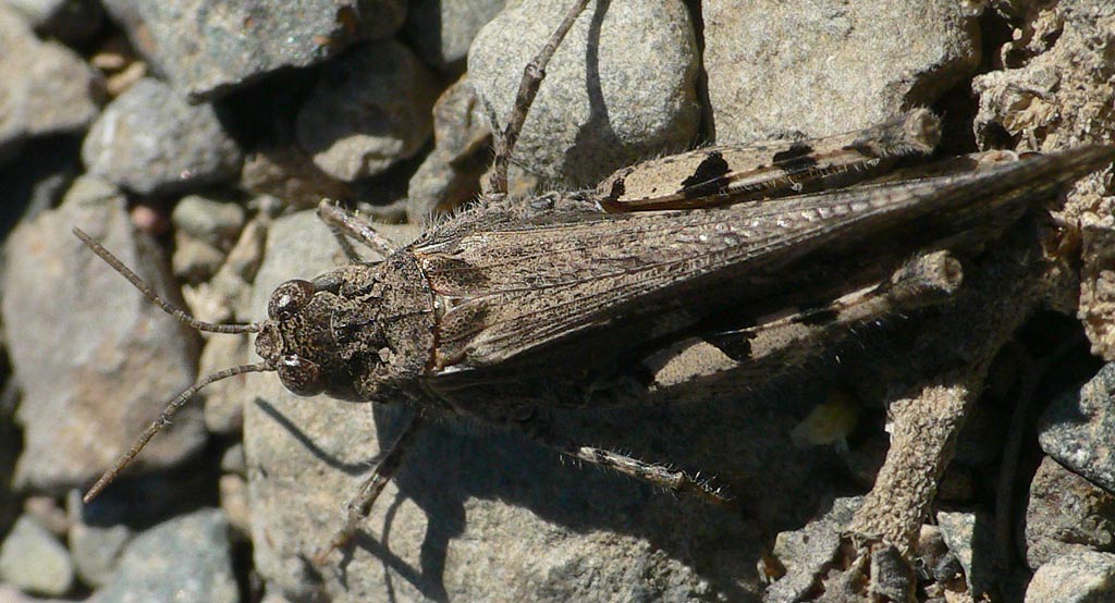 Acrotylus insubricus