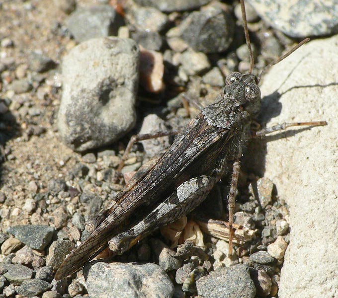 Acrotylus insubricus