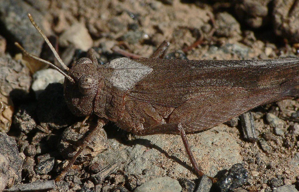 Oedipoda canariensis