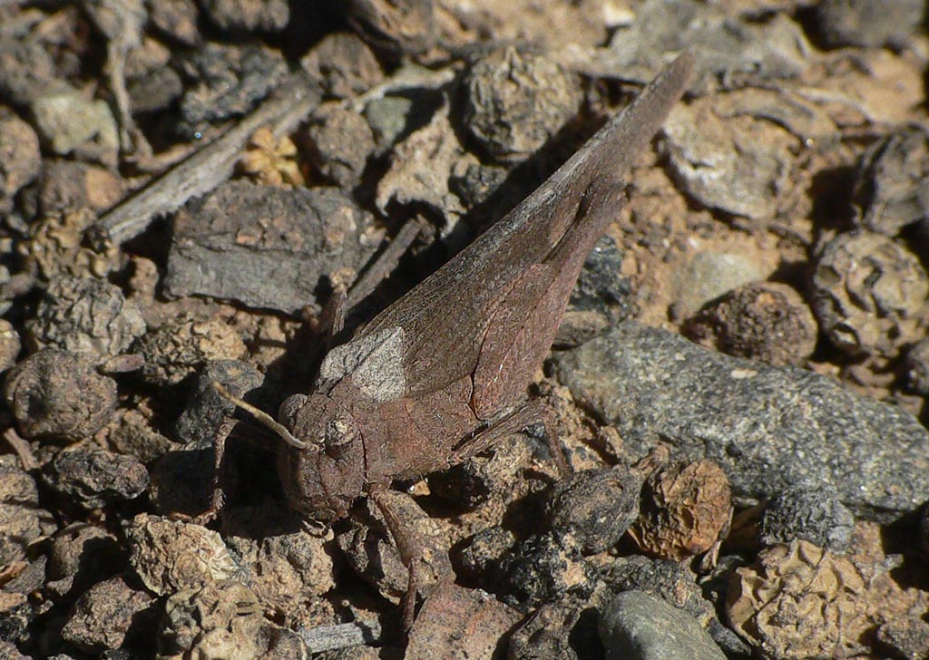 Oedipoda canariensis