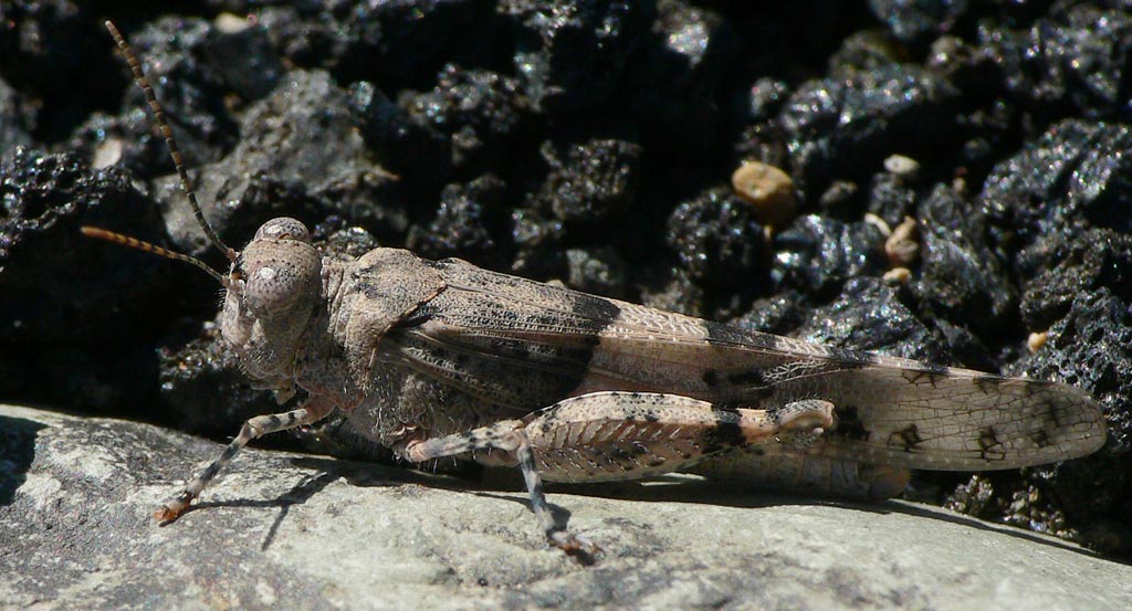 cf. Wernerella sp.