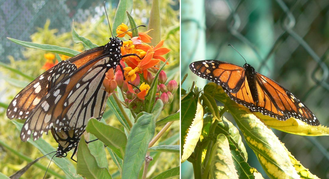 Danaus plexippus