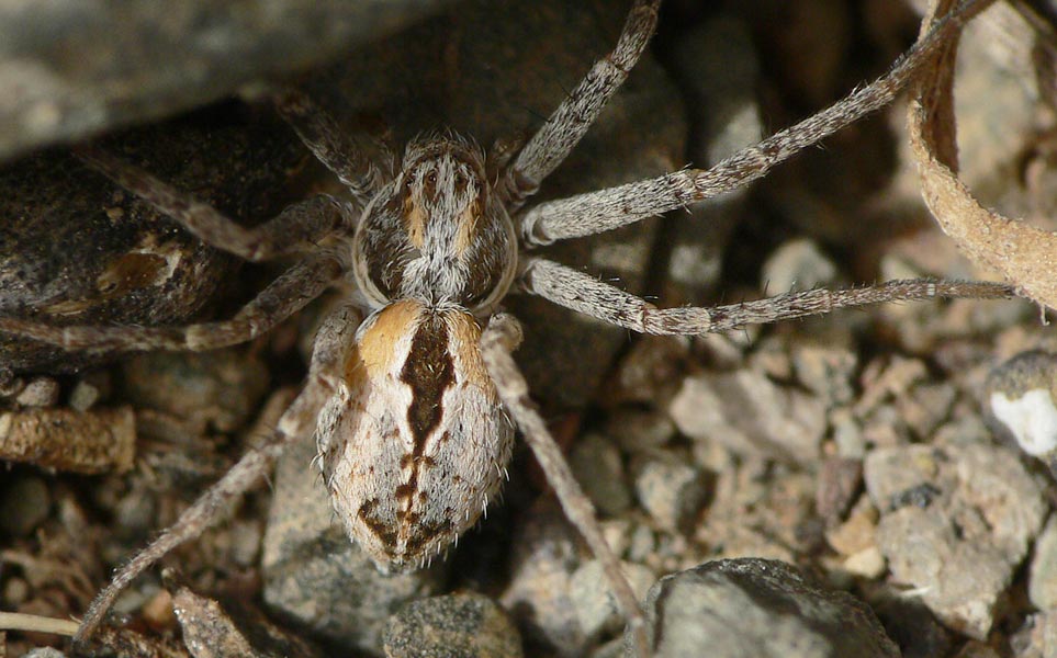 Thanatus sp.