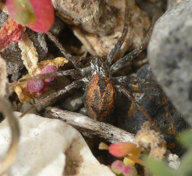 Thanatus sp.