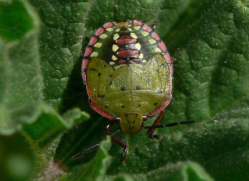 Nezara viridula