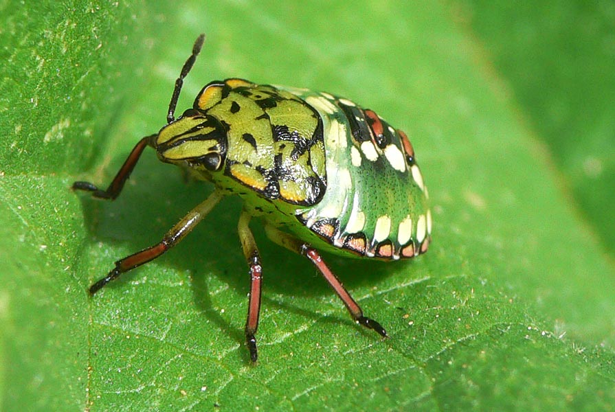 Nezara viridula