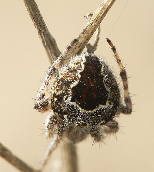 Agalenatea redii
