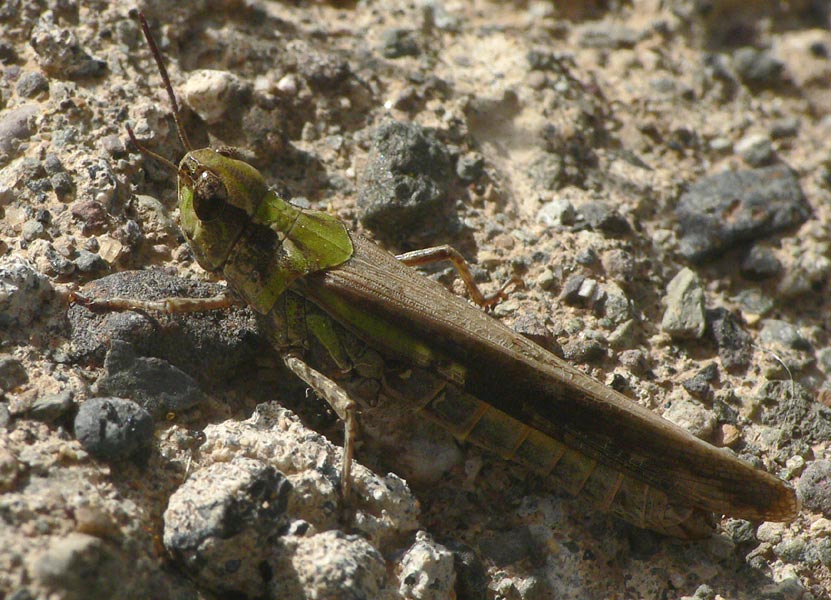 Aiolopus thalassinus