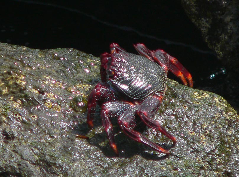 Grapsus grapsus