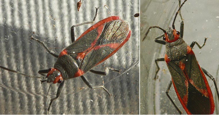 Caenocoris nerii