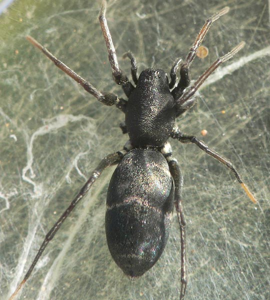 Micaria gomerae