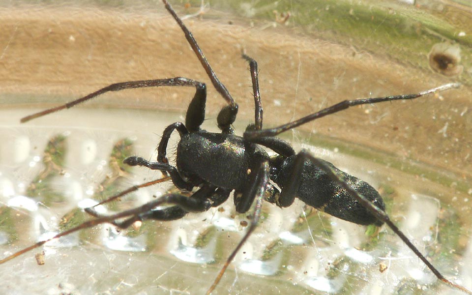 Micaria gomerae