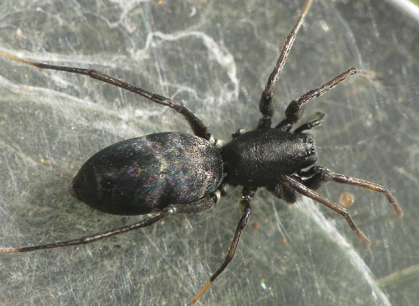 Micaria gomerae