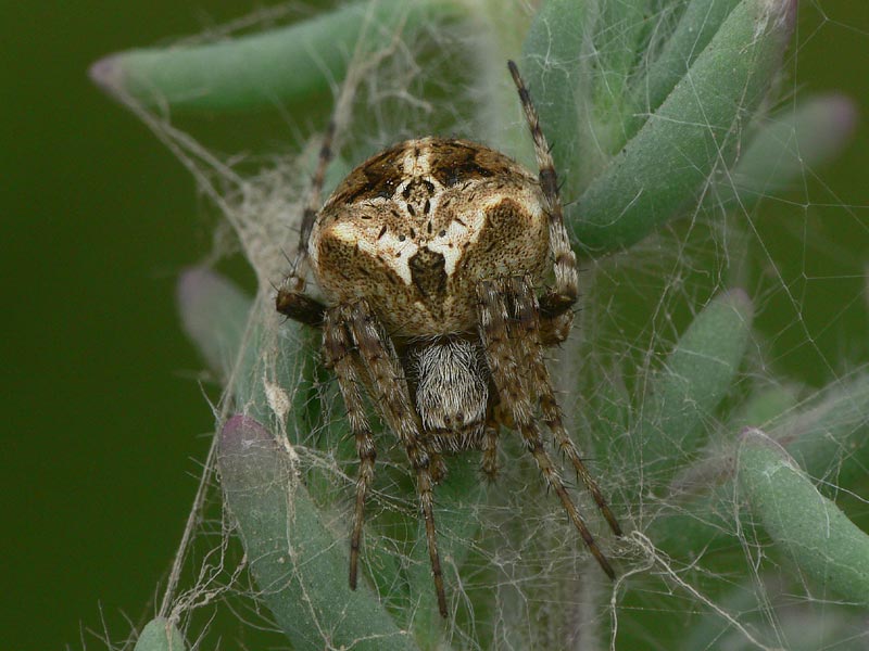 Neoscona crucifera