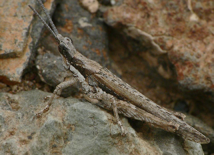 Pyrgomorpha conica