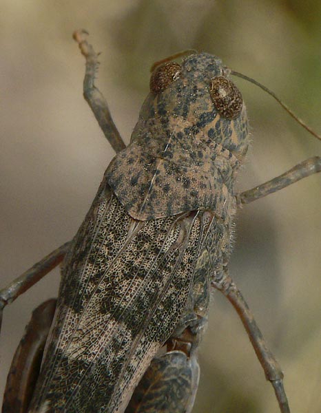 Scintharista notabilis