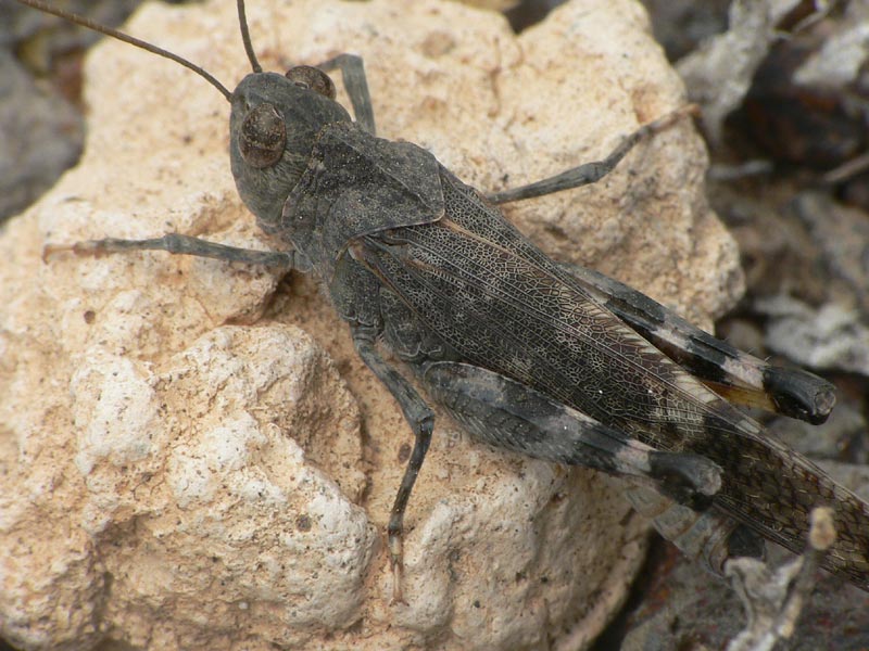 Scintharista notabilis