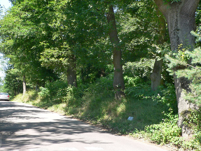 Atypus-Kolonie in Derlen