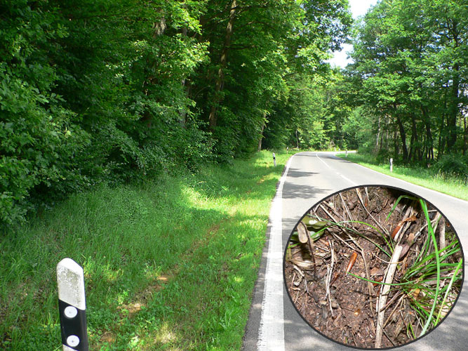 Atypus-Kolonie bei Saarwellingen