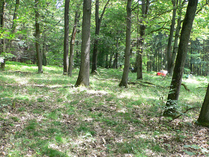 Atypus-Kolonie bei Saarwellingen