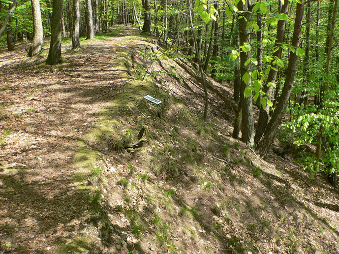 Atypus-Kolonie bei Saarwellingen