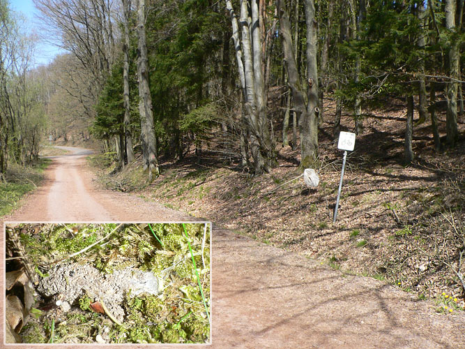 Atypus-Kolonie in Schmelz