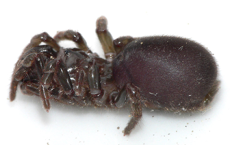 Atypus affinis