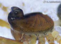 Abacoproeces_saltuum