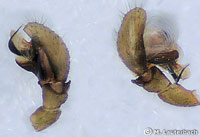 Abacoproeces_saltuum
