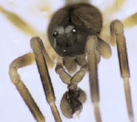 Abacoproeces_saltuum