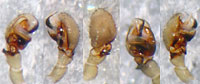 Abacoproeces_saltuum