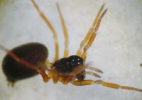 Abacoproeces_saltuum
