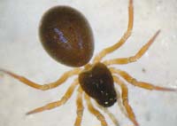 Abacoproeces_saltuum