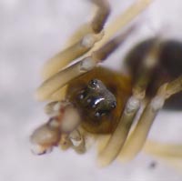 Abacoproeces_saltuum