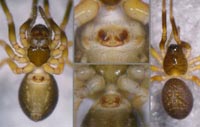 Abacoproeces_saltuum