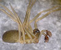 Abacoproeces_saltuum
