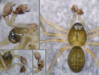 Abacoproeces_saltuum