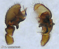 Abacoproeces_saltuum
